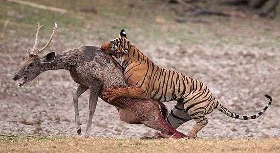 Tiger attacking a sambar in Ranthambore
