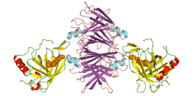 RBP4-retinol-TTR complex