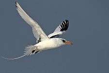 A red-billed tropicbird, subspecies indicus, can be seen flying. It has a less extensive mask and a more orangey bill than the nominate.