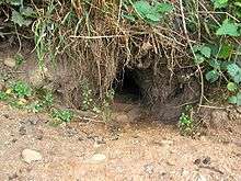 Rabbit burrow entrance