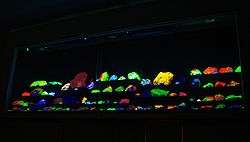 Rows of  rock specimens in a variety of colors, glowing on a black background