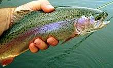 A common fish found in the lakes and streams of the Pecos Wilderness