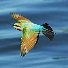 Rainbow bee-eater in flight