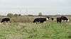 Cows graze in Rainham Marshes
