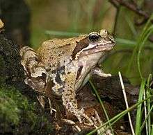 The common frog has two well-marked lines on the back