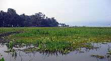 A large amount of aquatic plants seen floating on the lake