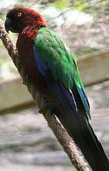 A dark-red parrot with green wings, blue-tipped wings, and a blue tail