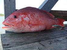 Close-up of a red snapper on weathered dock planks