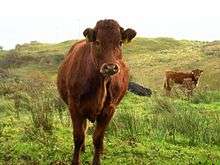 Red cow grazing on limestone grassland