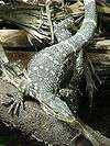 Long lizard with a pointed triangular head and green-brown scales interrupted by yellow oval formations in striped patterns and a thick tail straddling two logs