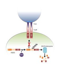 Regulation of FADD by MKRN1: MKRN1 ubiquitinylates FADD targeting it for degradation by the 26S proteosome. As it is degraded, FADD can no longer bind to the Fas receptor to induce apoptosis when the Fas ligand binds to the Fas receptor. The Fas ligand and Fas receptor are on separate cells.