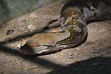 Reticulated python in Pune