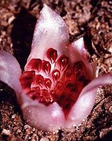 The Western Underground Orchid lives completely underground. It is unable to photosynthesize, and it is dependent on underground insects such as termites for pollination. The flower head shown is only about 1.5 centimetres across. Dozens of tiny rose-coloured florets are arranged in a tight cluster, surrounded by petals that give the flower the appearance of a pale miniature tulip.