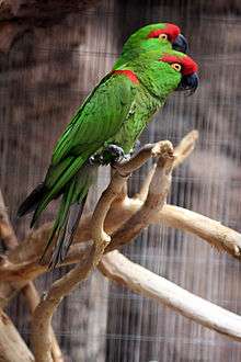 A green parrot with a bright red forehead