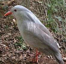 Bird (kagu) with pale grey plumage (lighter on underside), straight red bill and red legs