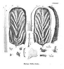 Two large, oval-shaped plates haveh a ridge running down the middle, and grooves run diagonally from either side of the ridge. Many bristles of varying sizes and widths occur, but all are stiff at the base and taper out at the end. The several small rectangular teeth have numerous holes in them.