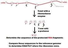 The image shows a piece of message RNA with 5 ribosomes on it in the process of translating a protein. The first step in ribosome profiling is to digest the message RNA with a ribonuclease enzyme that degrades all of the message RNA except the 5 small pieces that are protectd because they are surrounded by the ribosomes. Next, the proteins are removed from the small pieces of RNA, and the base sequences of the small pieces are determined. By comparing those sequences to the sequence of the gene, the exact positions of the ribosomes are indicated.