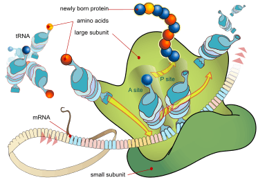 Diagram: A colored ribbon, representing messenger RNA (mRNA), passes through a cartoon diagram of an assembled ribosome. Cartoon representations of transfer RNA (tRNA) enter and exit the ribosome and occupy its A and P sites. A string of colored spheres, representing a newly formed protein, comes out of the top of the ribosome.