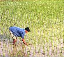 A farmer working in a rice paddy