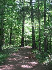 Photo of a sunlit-dappled path through a woods full of large trees and green leaves.