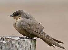 A square-tailed brown swallow