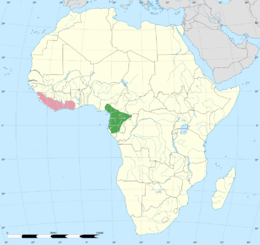 A map of Africa highlighting the distribution of the white-necked rockfowl near the coast line of West Africa from Guinea to Ghana.