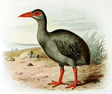 An illustration of a bird with a long neck, a long, sharp, red beak, red legs and feet, mid-grey to black feathers and a large, red, naked area around its eye