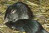 Two dark grey rats with long bald tails and short rounded ears eating a piece of corncob in an artificial habitat strewn with hay
