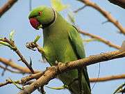 Green parrot with red beak and pink neck ring