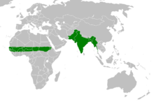 Equatorial Africa, India, Pakistan, Bangladesh, Nepal, and Burma