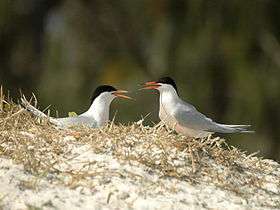 A pair of roseate terns facing each other at their nesting site