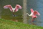 Two bright pink-and-white birds dance in shallow water next to grass