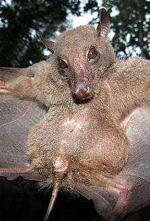 A light brown bat with dark brown eyes and light gray wings
