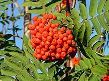 Cluster of small red fruits on a branch with foliage