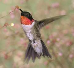 A hummingbird with brilliant red throat flashing hovers as it feeds from a very small flower.