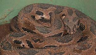 Viper Snake in Pune