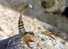 A grey-brown scorpion stands on a rock in combative posture; its orange-tinted claws are opened wide, and its barbed tail is raised.