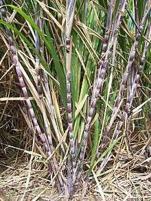 A tuft of sugarcane with red, thick stems