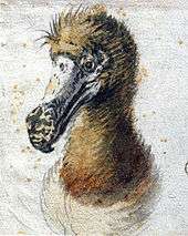 Painting of a dodo head from the chest up