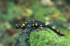 A yellow-spotted fire salamander