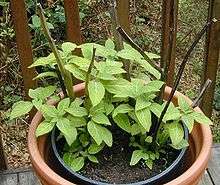 Three short green plants in a pot filled with soil. There are many oval-shaped green leaves and no flowers.