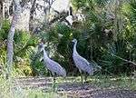two tall cranes stand in the middle of a path under oak trees in front of palmettos