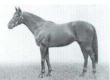 photo of Nagle's racehorse, Sandsprite