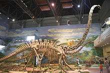 Photograph of a large sauropod skeleton