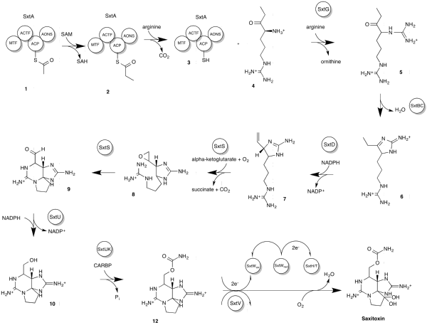  The proposed biosynthetic pathway of saxitoxin in cyanobacteria