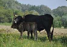 a dark-coloured cow with a greyish calf