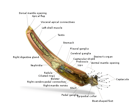 Anatomical diagram of Rhabdus rectius