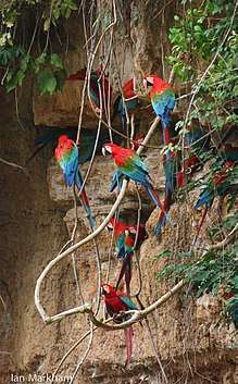 Clay lick with scarlet macaws