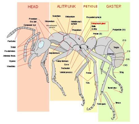 Ant body plan