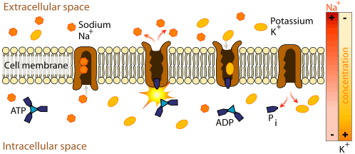 An image of the cell membrane lipid bilayer with the sodium-potassium ATPase enzyme keeping potassium inside and the sodium out. This process requires the energy molecule ATP.
